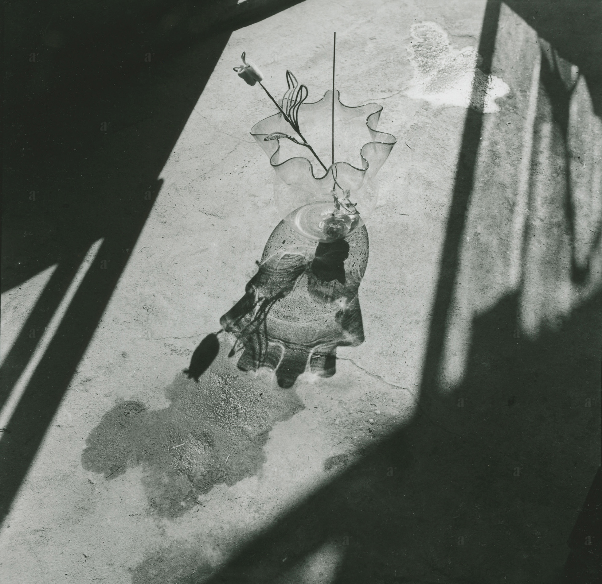 杵島 隆 &ldquo;花 1947&rdquo; Takashi Kijima &ldquo;Flower 1947&rdquo;